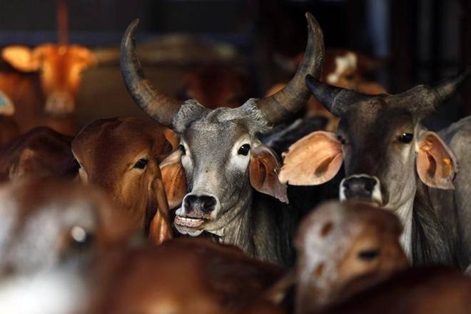   Beef ban can mitigate climate change  