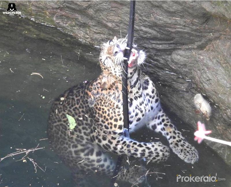  Leopardess dies after falling in open well 