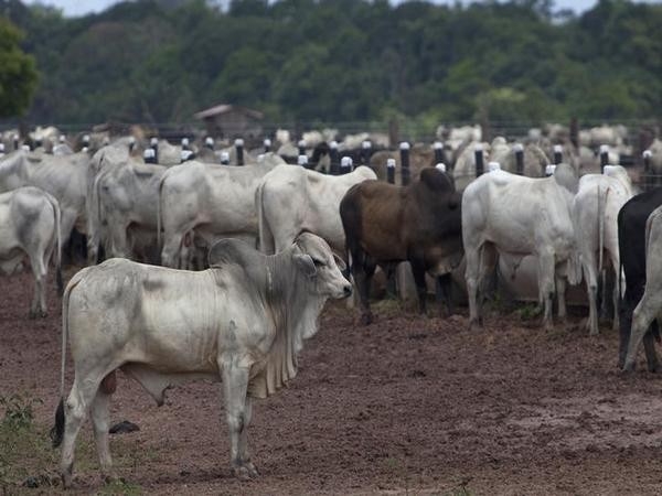 Row over new cattle slaughter rules, government indicates rethink (Roundup) 