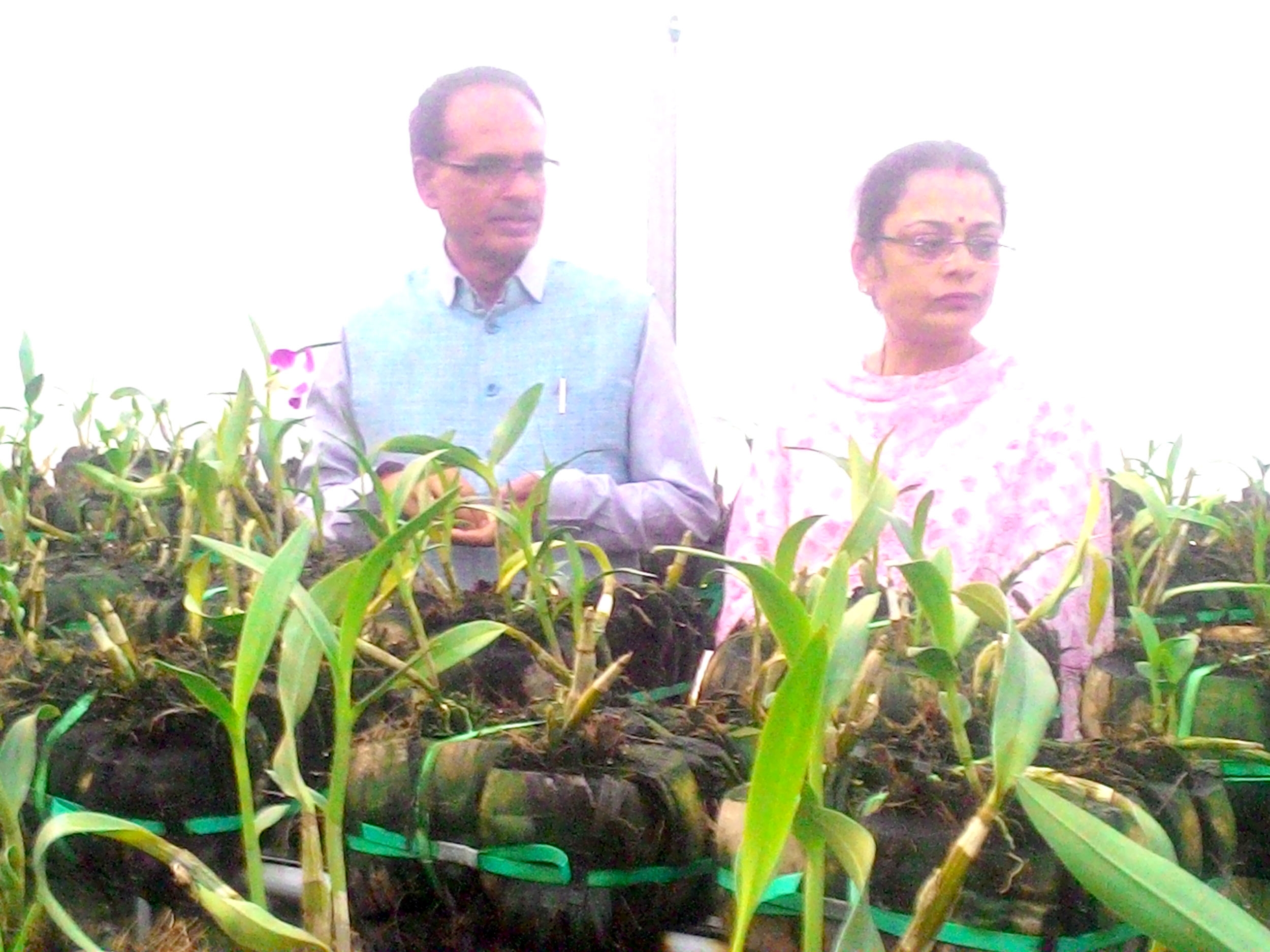 CM Chouhan took stock of horticulture crops at Vidisha