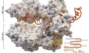 CRISPR gene tool can cause unintended flaws in genome 