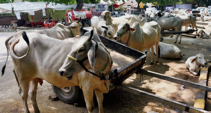  Tripura government not to execute new cattle slaughter rules: Minister 