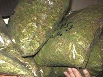  Seven held in Delhi, 34 kg ganja, firearms seized 