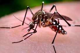  Native Australian plants could be key to Zika cure 