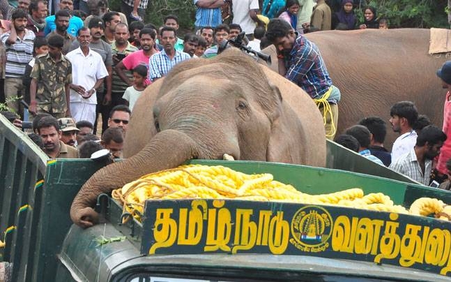  Four killed by wild elephant in Tamil Nadu 