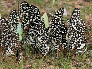  Asola Bhatti Bird Sanctuary gets butterfly park 