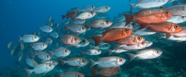  Marine reserves may mitigate climate change impact 