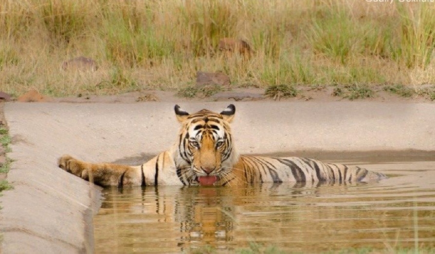 Tiger of Panna Reaches Bandhavgarh
