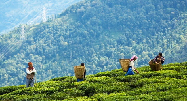  When  Darjeeling Spirit  saved the day 
