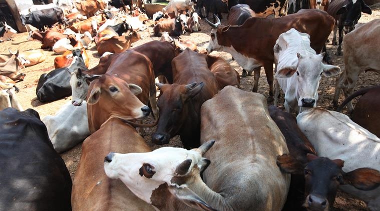  Eight arrested for attacking Tamil Nadu officials transporting cattle 