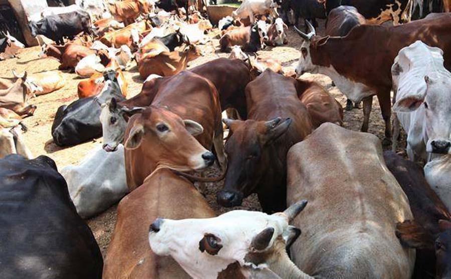   Centre should immediately withdraw new notification on cattle slaughter  