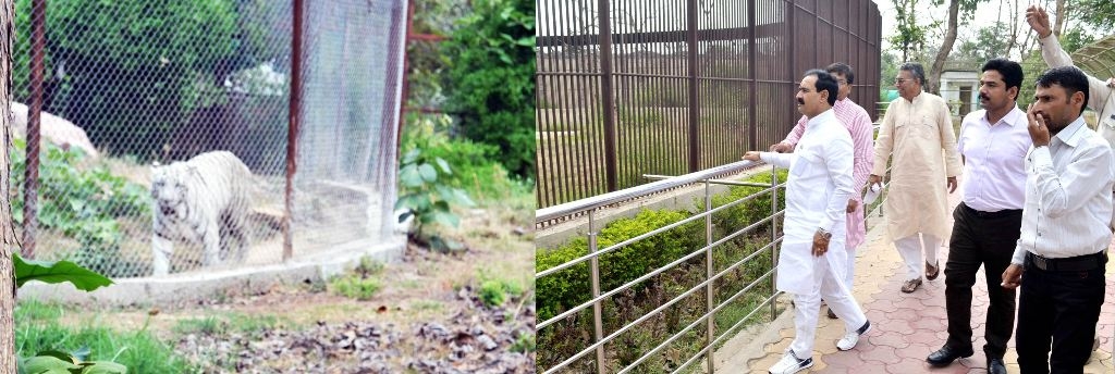 White Tiger Safari is Biggest Gift for Region
