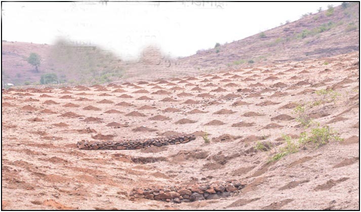 Large Plantation in Narmada Basin on July 2