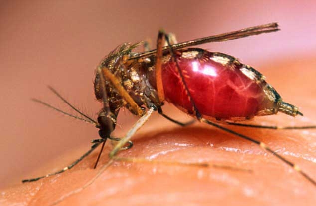  Australian dies after catching rare disease from mosquitoes 