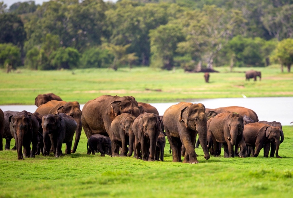 Sri Lanka seeks assistance for elephant conservation 