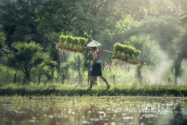 Celebrating the Essence of Agriculture: Kisan Diwas (Farmer’s Day)