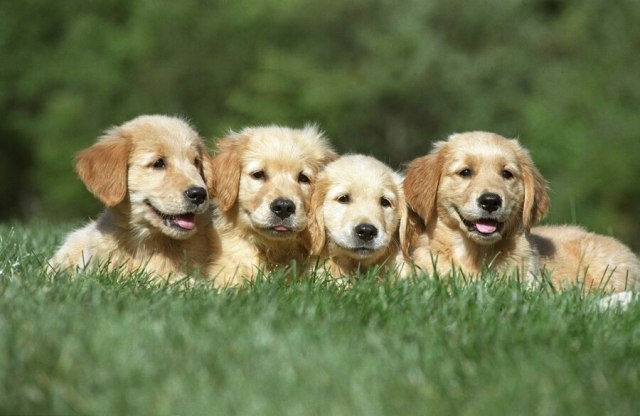 National Golden Retriever Day