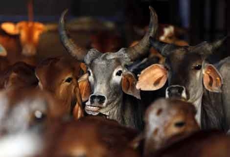  Vigilante stops vehicle with cattle, drivers roughed up 