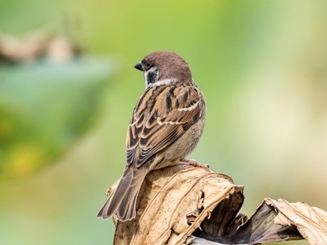 World Sparrow Day.