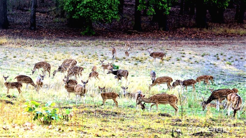  Invoking God and hard work revives rutting of deers in Bandhavgarh 