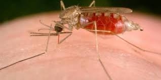  Disrupting this protein may help fight malaria 