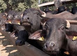  Six men transporting buffalo calves thrashed by mob 
