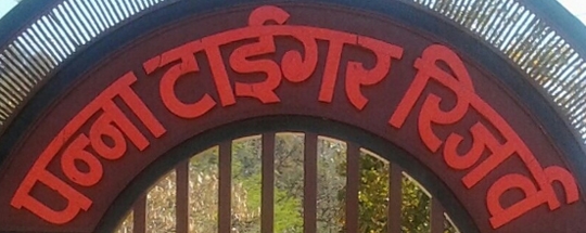 Tourist influx rises in Panna Tiger Reserve