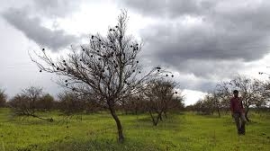  One more farmer commits suicide in MP 