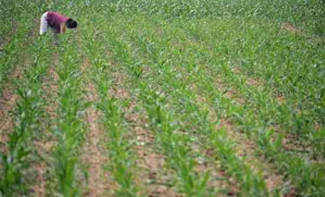 Sowing in 76 Lakh 37 Thousand Hectare Area of State till Date under Kharif Season in State