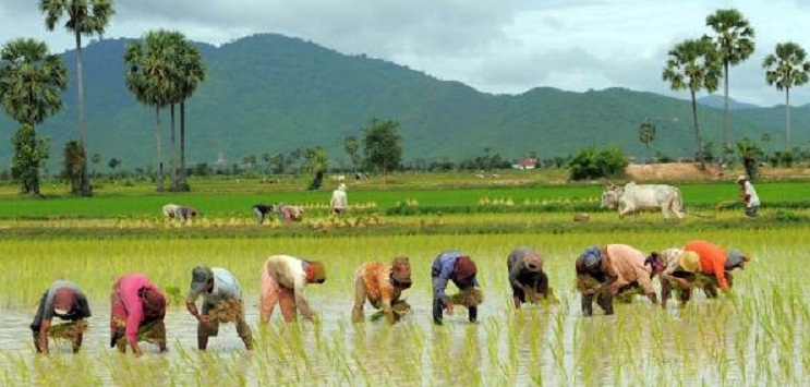 Sowing of Kharif in over 109 lakh hectare in state so far
