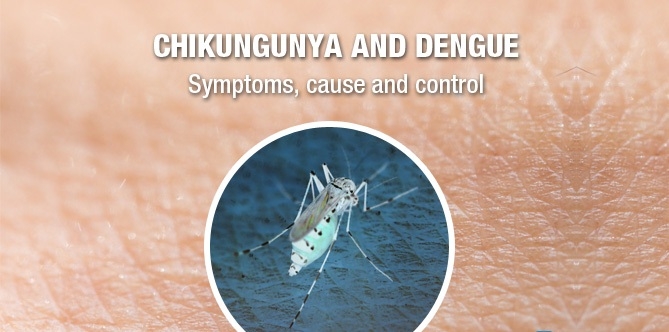 Daily review of prevention of swine flu, dengue and chikangunia