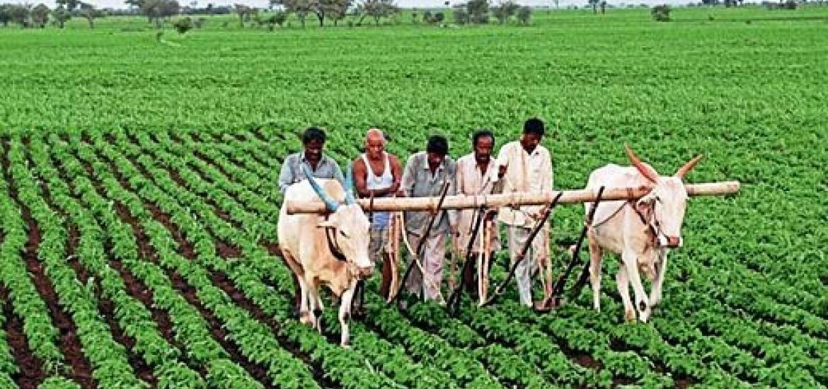 Distribution of Prime Minister Crop Insurance Scheme Amount to Farmers from August 16