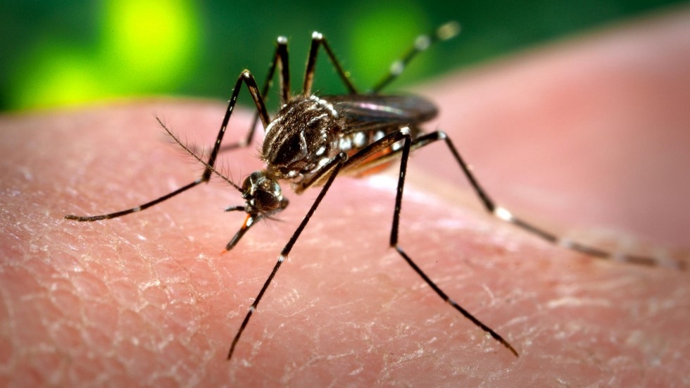 Efforts accelerated for Dengue control