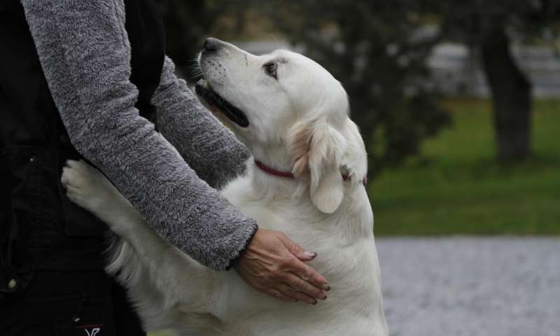  Dogs  social skills may be linked to oxytocin sensitivity 