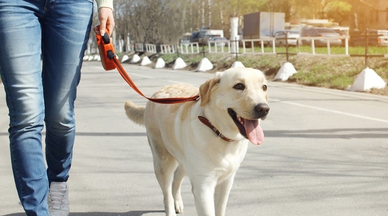  Weight loss programmes for dogs may boost their health 