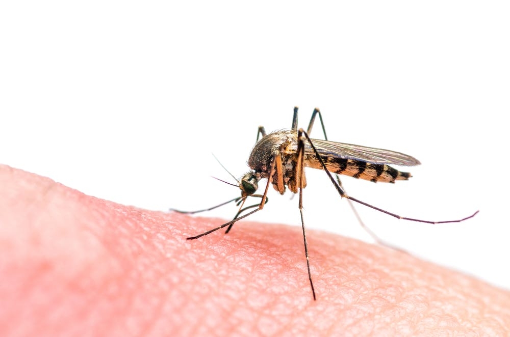  Ant-dengue antibodies may prevent Zika infectio 