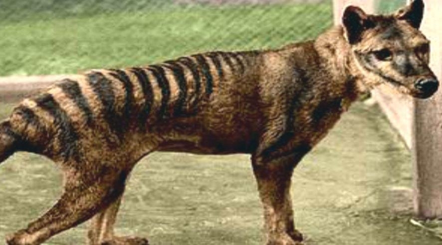  Climate change wiped out Tasmanian tigers 