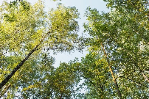  More trees can reduce diarrhoeal disease in rural kids 