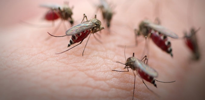  31 dead, over 14,500 dengue cases reported in Bengal 