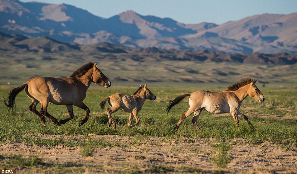  Przewalski s horse, Gobi bear may get highest protection 