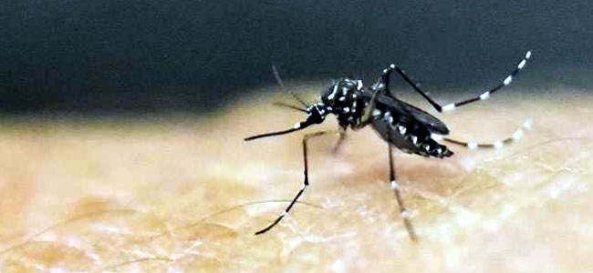  Five new malaria vaccine targets identified 