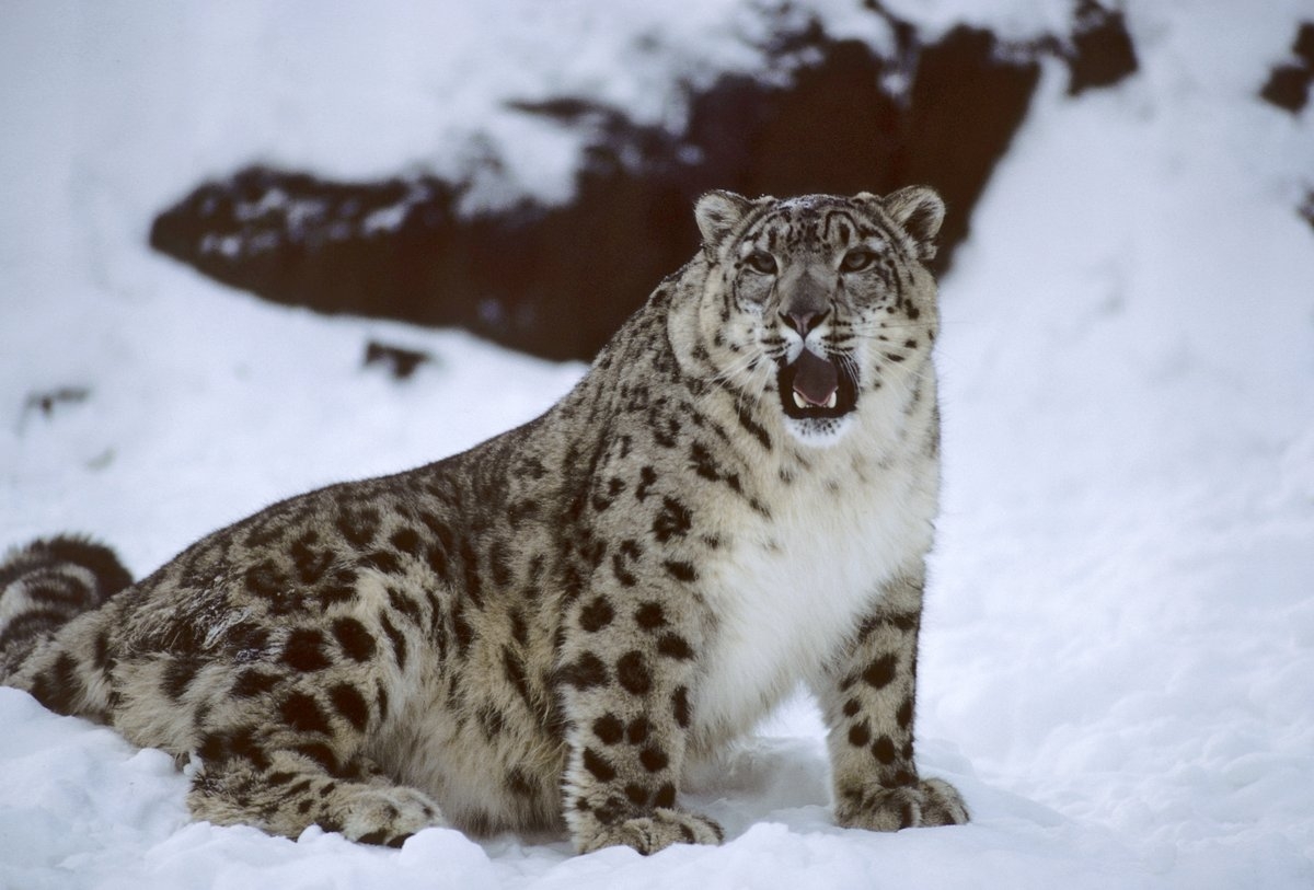  There is war going on inside sanctuaries, need strict steps to protect wildlife: Conservationist RanjithSinh 