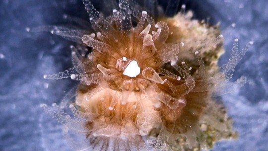  Corals find plastic tasty: Study 