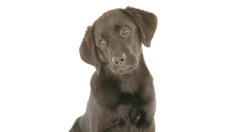  Dogs may prevent childhood eczema, asthma 