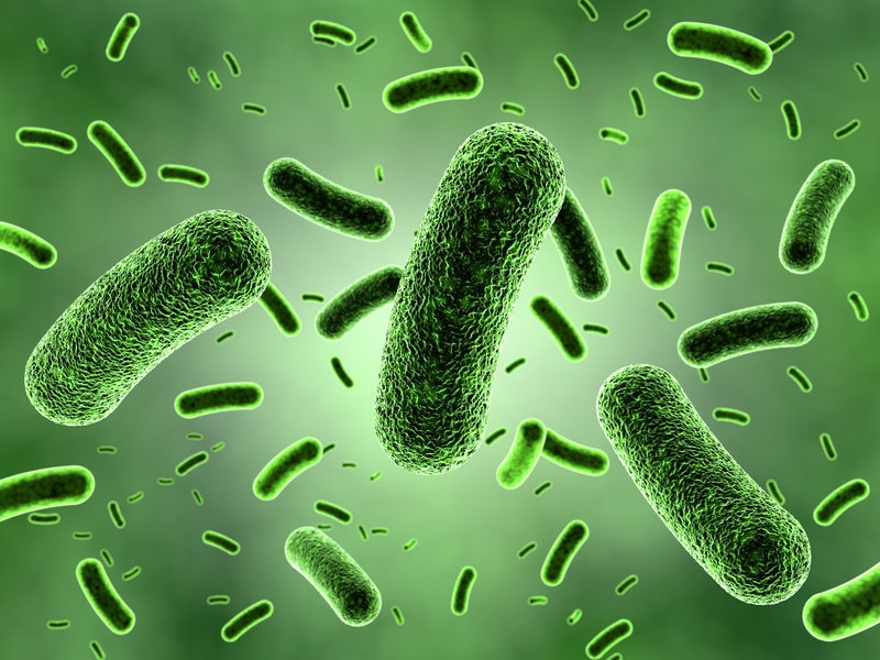  Gut bacteria linked to stroke, dementia: Study 